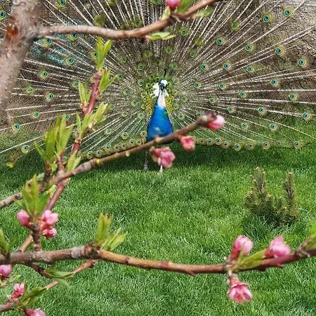 Maya * Corbu (Constanta)