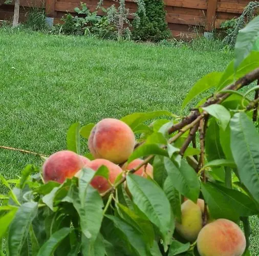 Case de vacanță Maya Corbu (Constanta)