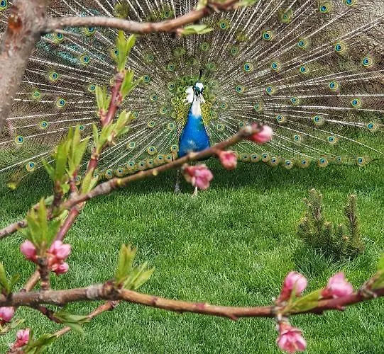 Maya * Corbu (Constanta)